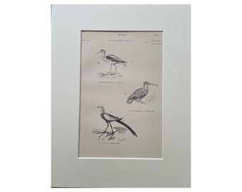 1860 年代アンティーク オリジナル プリント、鳥のプリント、シギ