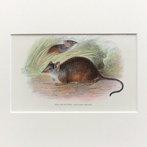 Antique Marsupial Print, The Yellow Footed  Pouched Mouse,  Printed In 1896, Natural History Mammal Print, Original Lithograph, Old Print
