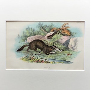 Antique Print, Polecat Print, Old Print From 1896, Original Lithograph, Mounted Print Ready To Frame, Mammal Print