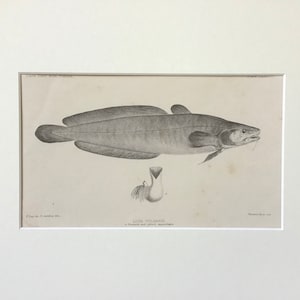 1884 Original Print, Fish Print, Ichthyology, Antique Print, Antique Fish Print, Original Antique Print, Bathroom Decor, Old Print, Fish