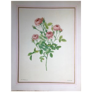 1951, French Rose Print, Large Print (41x32cm) Redoute, Paris, French Vintage , Old Print , Antique Print, Flower Print , Brocante, Vintage