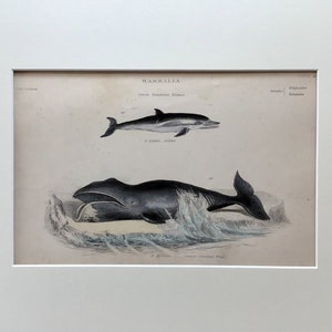 Antique Whale print, Dolphin Print , Original 1860 Lithograph, Fish Print, Mounted Print , Ocean Wall Art, 200 Years Old , Vintage Print