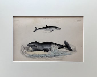 Antique Whale print, Dolphin Print , Original 1860 Lithograph, Fish Print, Mounted Print , Ocean Wall Art, 200 Years Old , Vintage Print