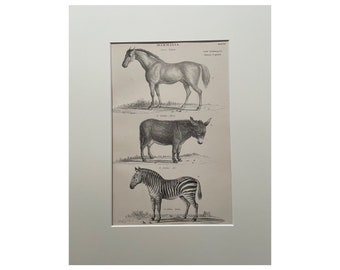 1860 Antique Original Print ,Horse, Zebra, Donkey, Monochrome,11x14”, 1860 Lithograph, Mounted Print, 200 Years Old , Vintage Print