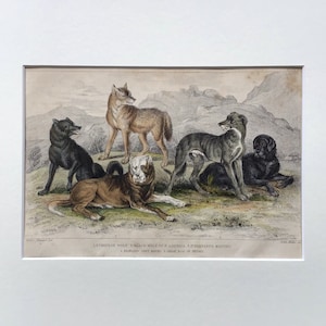 1864 Antique Dog Print, Printed In 1864, Natural History Mammal Print, Original Lithograph, Old Print