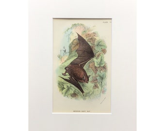 1896 Antique Bat Print, Original Lithograph 1896, Vintage Print, Reddish Grey Bat Print, Mounted Print, Antique Print