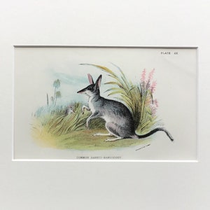 Antique Marsupial Print, The Common Rabbit Bandicoot,  Printed In 1896, Natural History Mammal Print, Original Lithograph, Old Print