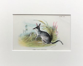 Antique Marsupial Print, The Common Rabbit Bandicoot,  Printed In 1896, Natural History Mammal Print, Original Lithograph, Old Print