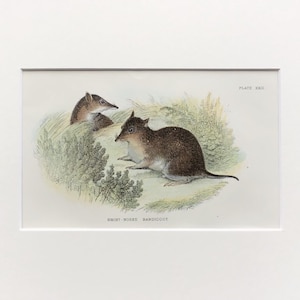 Antique Marsupial Print, The Short Nosed Bandicoot  ,  Printed In 1896, Natural History Mammal Print, Original Lithograph, Old Print