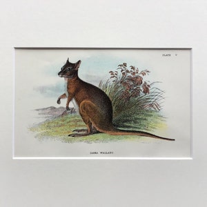 Antique Marsupial Print, The Dama Wallaby , Printed In 1896, Natural History Mammal Print, Original Lithograph, Old Print,