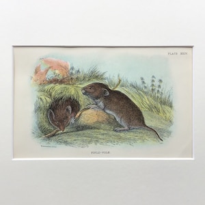 Antique Print, Old Print From 1896, Field Vole Print, Original Lithograph, Mounted Print Ready To Frame, Natural History, Mouse