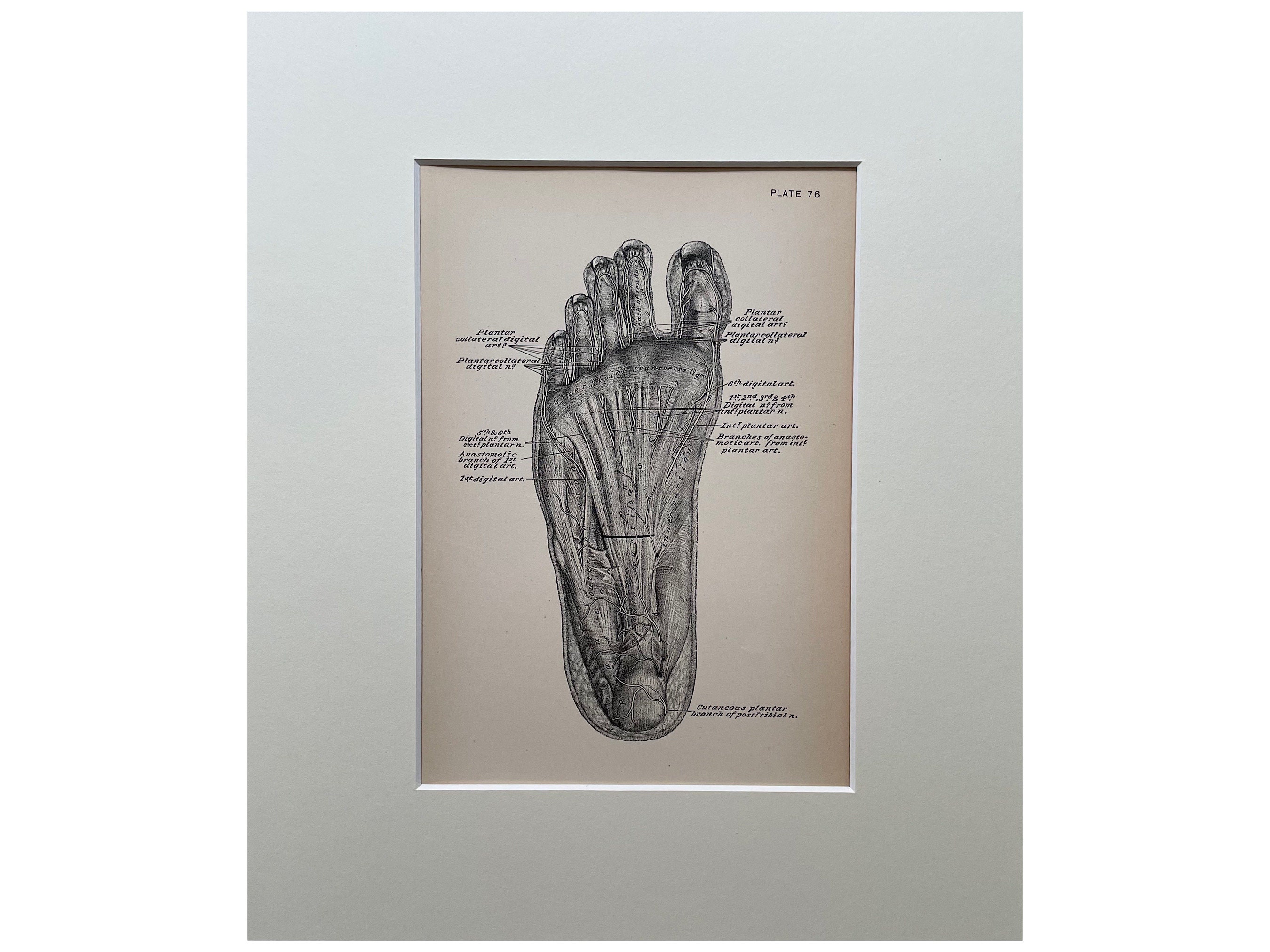 Anatomy Print, 1888 NYC, Autopsy Print, Antique Print, Dissection Print ...