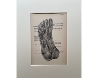 1920年代のヴィンテージプリント人体解剖図解剖図医療 - Etsy 日本
