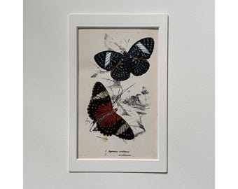 1897 Antique Print ,1897 Original old butterfly Print ,Antique Print, Wall Art, Moth Print,  Insect ,Mounted Old Insect Print Vintage