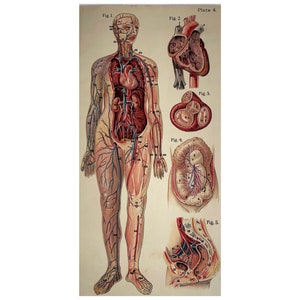 Antique Anatomy print , 19th C, Double Sided Print, Anatomical, Antique Print, Old Print, Large Antique Print , 43x22 cm, Medical Print,