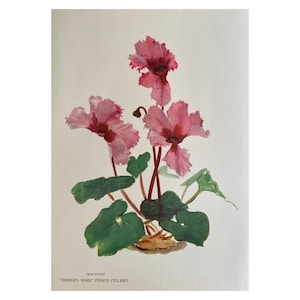 オリジナルアンティークプリント、古い花のプリント、ヴィンテージフラワープリント、花の壁アート、1946年、大きなプリント、プリンセスビベスコ、シクラメン、植物