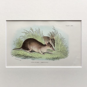 Antique Marsupial Print, The Long Nosed Bandicoot,  Printed In 1896, Natural History Mammal Print, Original Lithograph, Old Print