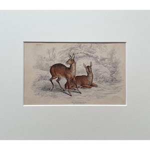 Antique Print, Deer, Old Print From 1839, Genuine Antique Original Lithograph, Mounted Print Ready To Frame , Mammal Print, Natural History