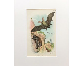 Antique Bat Print, Original Lithograph 1896, Long Eared Bat, British Mammalia, Vintage Print , Mounted Wall Art, Old Print