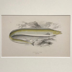 1877 Original Antique Print, Fish, Original Print, Ichthyology,Original Copper Plate Engraving ,Decorative Art , Mounted , Wall Decor