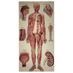 Antique Anatomy print , 19th C, Double Sided Print, Anatomical, Antique Print, Old Print, Large Antique Print , 43x22 cm, Medical Print,
