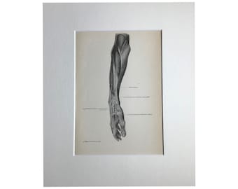 1920年代のヴィンテージプリント人体解剖図解剖図医療 - Etsy 日本