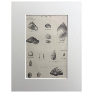 May include: A black and white illustration of various seashells. The image is titled "MOLLUSCA." and includes the scientific names of each shell.