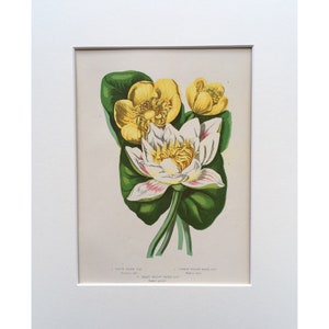 1899 Antique Flower Print Water Lilly Anne Pratt Mounted Lithograph Bitanical Att