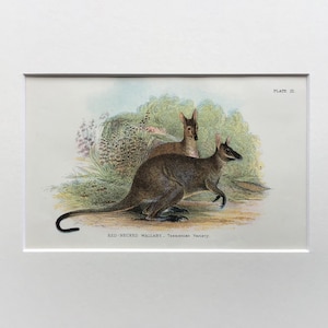May include: A framed vintage print featuring two Red-Necked Wallabies, Tasmanian Variety, in a naturalistic setting. The print has a white border and includes the text "PLATE III" and the species name. The wallabies are depicted in shades of brown and tan.