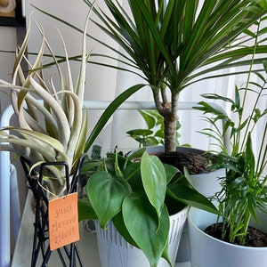YOU GROW GIRL-present till henne, luftväxtställ med positivt budskap, läderetikett, växtälskare, luftväxt, gårdsskötsel, växthus, växtälskare