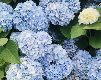『Happy Rain & Hydrangeas.*』シーグラスアート Amazon.com : Freshcut Paper Pop Up Cards, Nantucket
