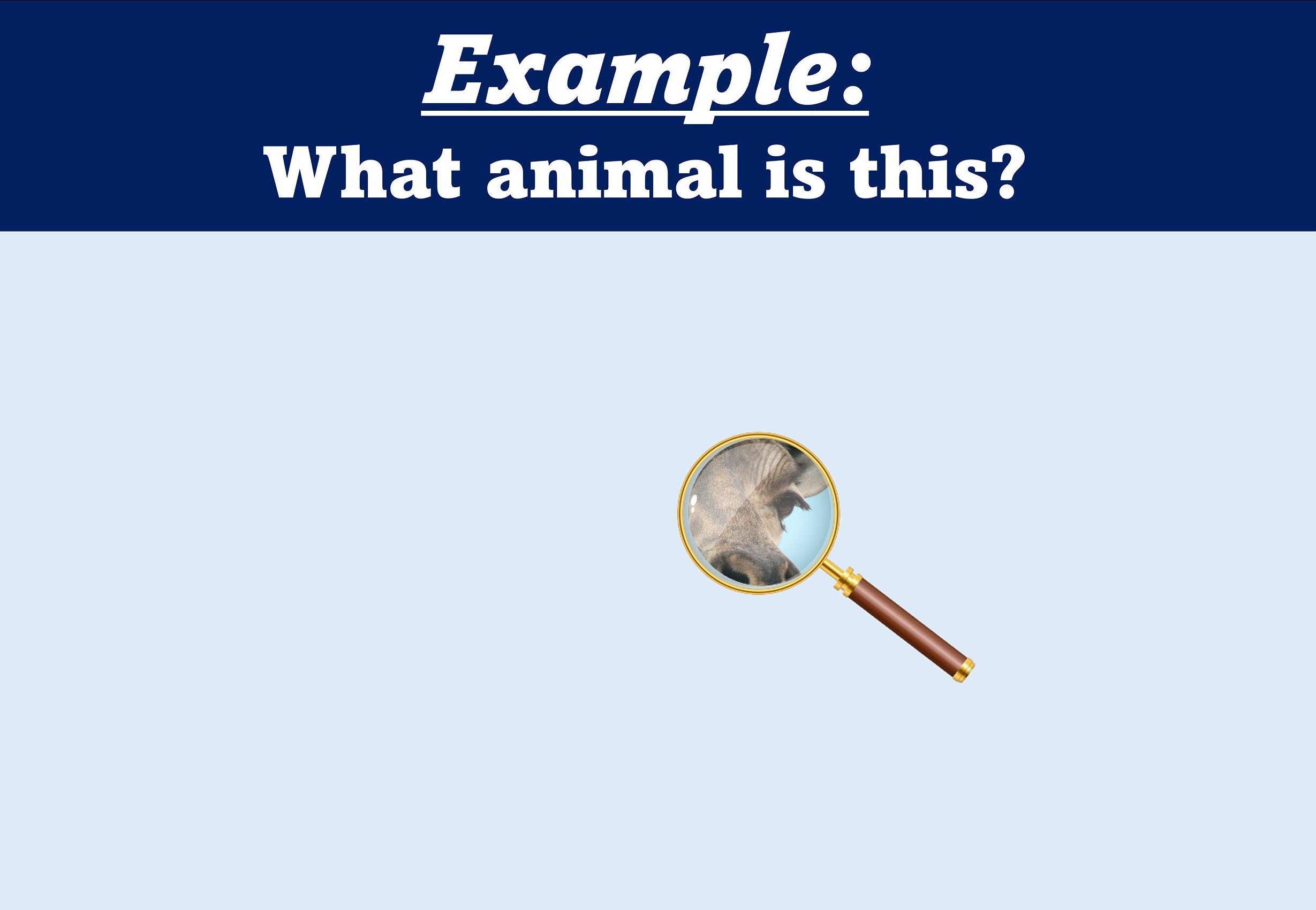 Zoom Game Magnified Images Animals Virtual Power Point Game Great for