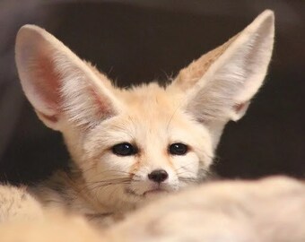 Fennec Etsy