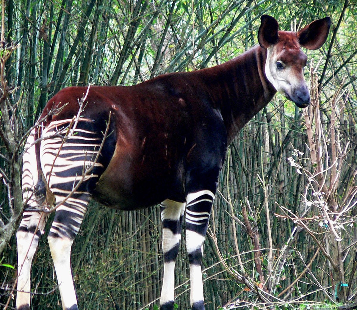 Sculpture Tête d'okapi