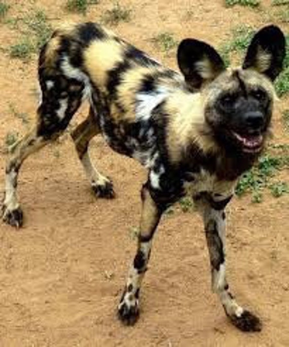 Sculpture Tête de Lycaon