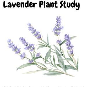 Pode incluir: Ilustração em aquarela de raminhos de lavanda com flores roxas e folhas verdes. O texto "Lavender Plant Study" está no topo. A isenção de responsabilidade na parte inferior afirma que o produto é apenas para fins educacionais.
