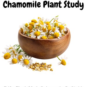 May include: A wooden bowl filled with chamomile flowers, featuring white petals and yellow centers. The text "Chamomile Plant Study" is at the top. A small pile of dried chamomile is next to the bowl. The disclaimer at the bottom states the product is for educational purposes only.