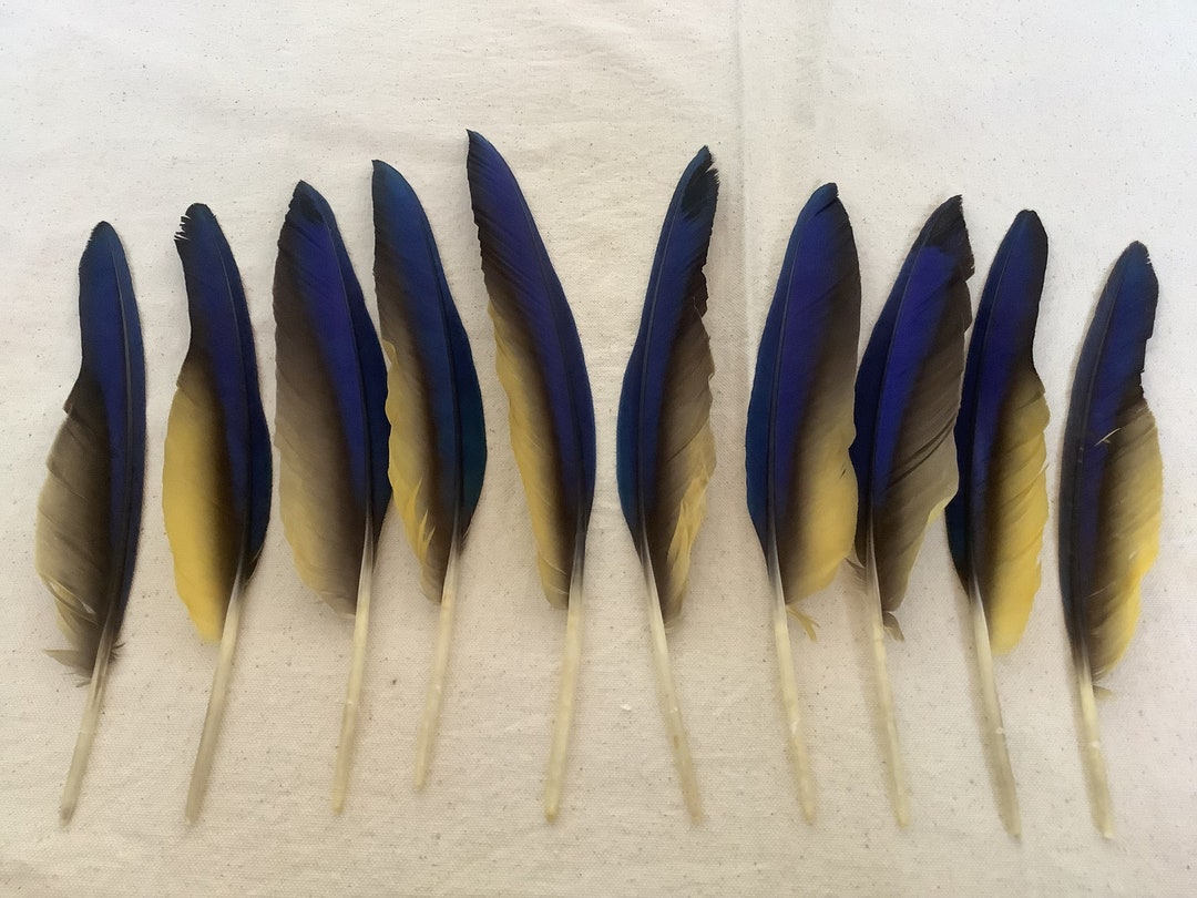 10 Pcs. 12.75 10.5 Molted Macaws Flight Wing Feathers Etsy