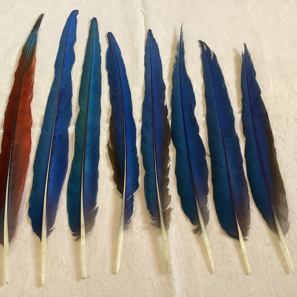 8 pcs 23”to 16” Molted Long Blue Tail Feathers Sacred Shamanic Ritual Ceremonial Tools Native American Indigenous Ceremonial Sacred Feathers