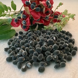 May include: A large pile of small, oval-shaped, matte black seeds with subtle white markings. Behind the pile, a branch features green leaves and open, bright red seed pods containing additional dark, round seeds attached to the stems.