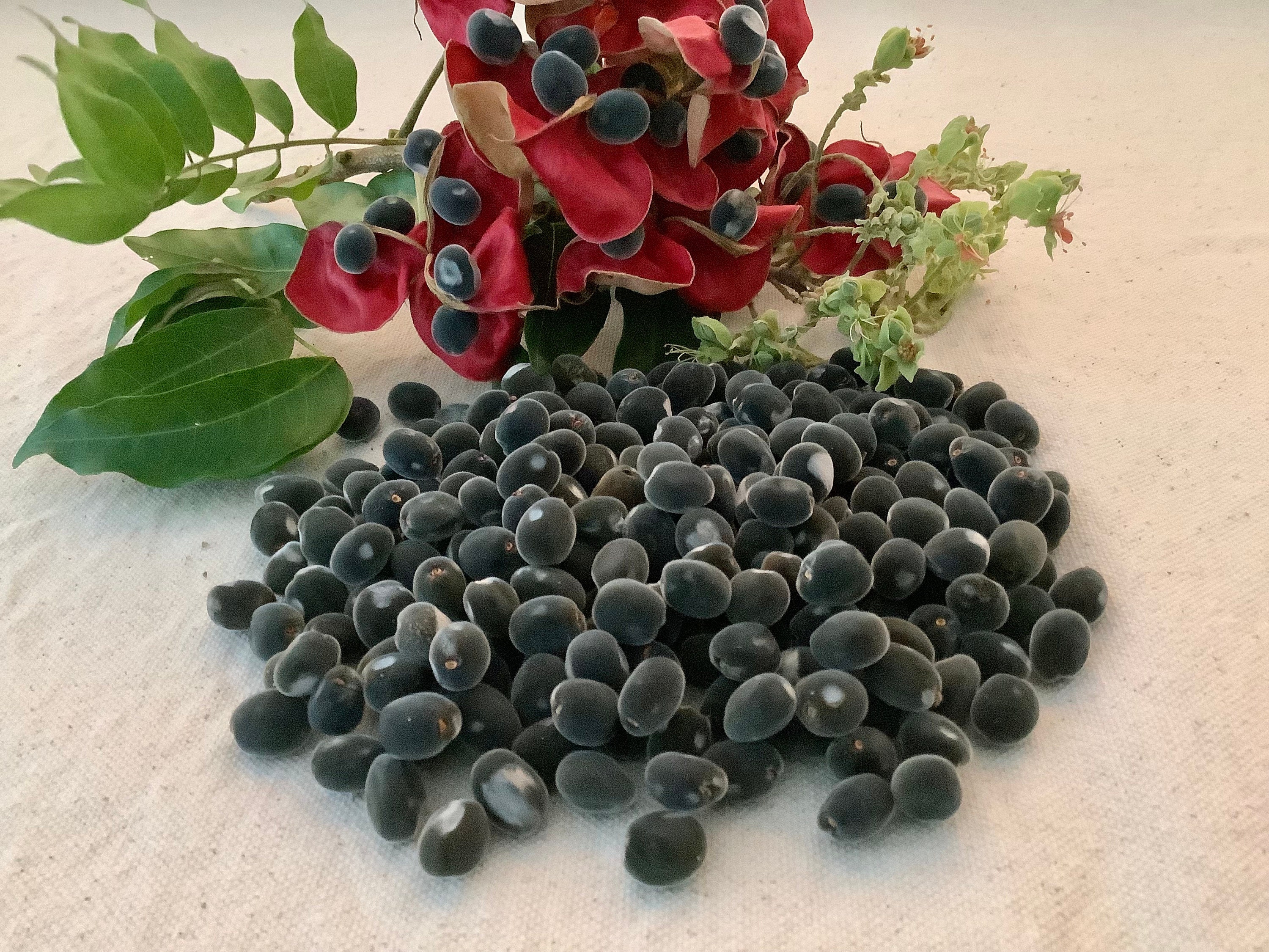 200+pcs. 88g. Undrilled Organic Mgambo Seeds Natural Beads