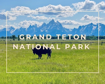 Vykort med bison från Grand Teton nationalpark • Digital nedladdning • Landskapsfotografering