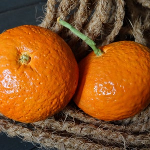 May include: Two bright orange mandarins, with rough textured skin, are nestled in a woven rope basket. The mandarins are slightly out of focus, with the one in the foreground being in sharper focus.