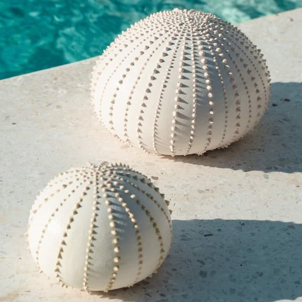 Sea Urchin Shells - Etsy