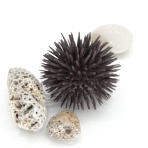 Puede incluir: Una composición de naturaleza muerta con un erizo de mar marrón oscuro con espinas puntiagudas, junto con tres piedras. Una piedra es blanca y lisa, mientras que las otras dos son beige y texturizadas, evocando un tema costero.