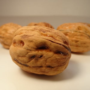 Może przedstawiać: Zbliżenie na cztery brązowe orzechy włoskie o szorstkiej, fakturowanej powierzchni. Orzechy są ułożone w grupie, z jednym w środku i trzema wokół.