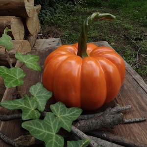 May include: A bright orange pumpkin with a curved green stem rests on a wooden surface, with green ivy and twigs. The pumpkin's ribbed form and colour are prominent. The image suggests an autumnal harvest theme, with the pumpkin as the central element.