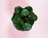 2 Pilea Peperomioides - Chinese Money Plant
