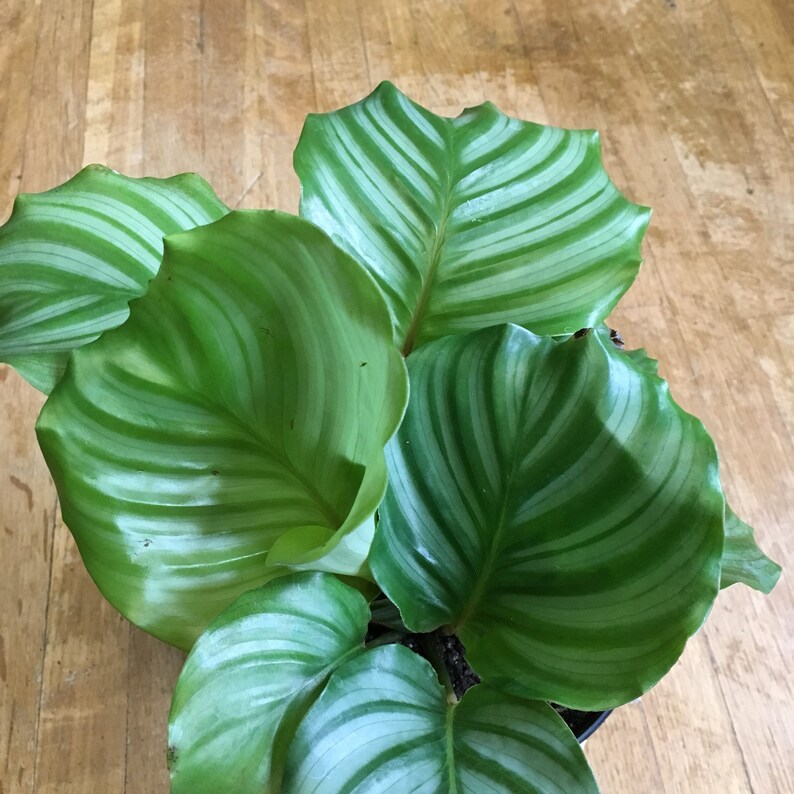 6 Calathea Orbafolia Prayer Plant Pet Friendly Etsy
