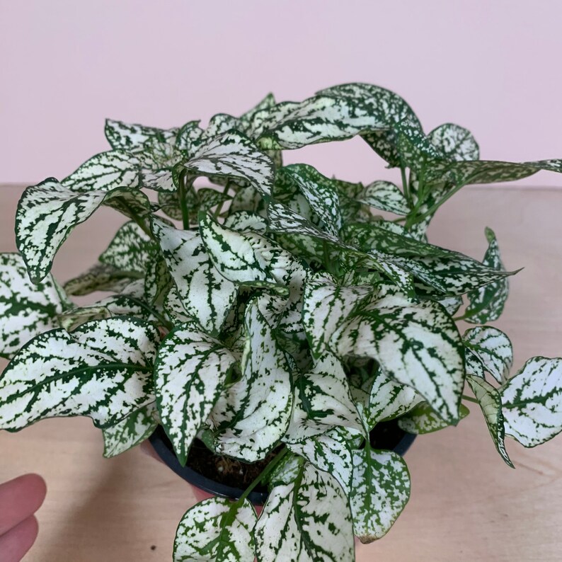 4 White Polka Dot Plant Hypoestes phyllostachya Etsy